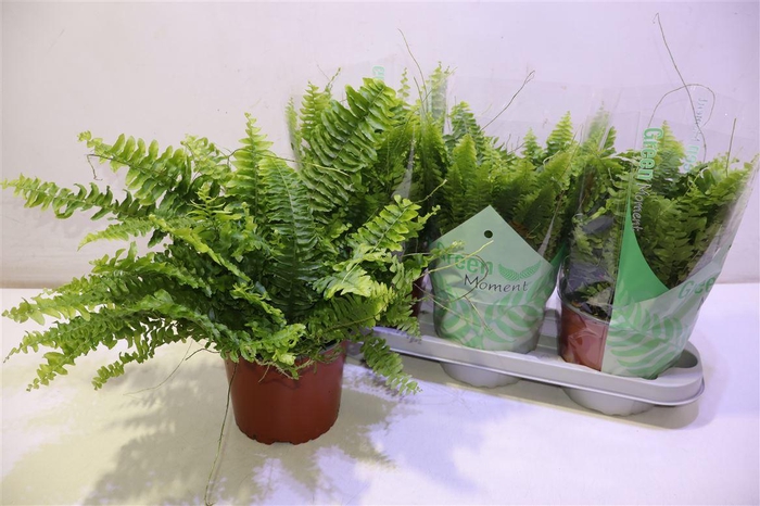 <h4>arr8 Nephr Ex Green Momen</h4>