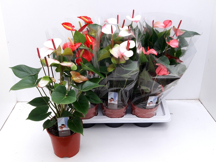 <h4>ANTHU AN GEM 3 KL</h4>