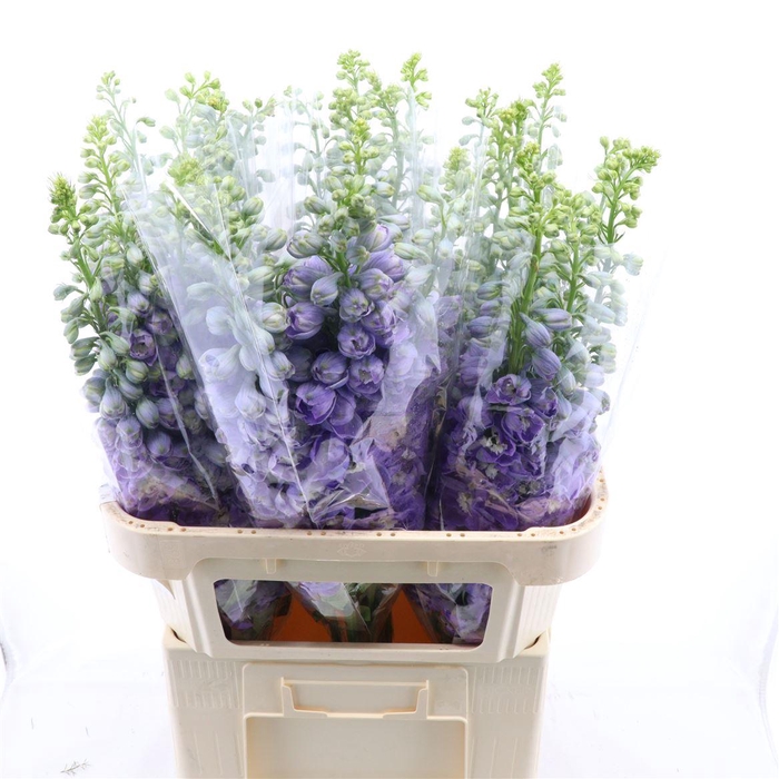 <h4>Delphinium double Aurora Lavender</h4>