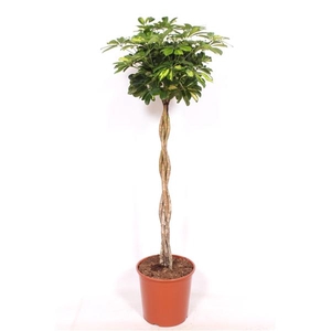 Schefflera arboricola 'Gold Capella'