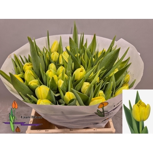 TU DU DOUBLE TROUBLE