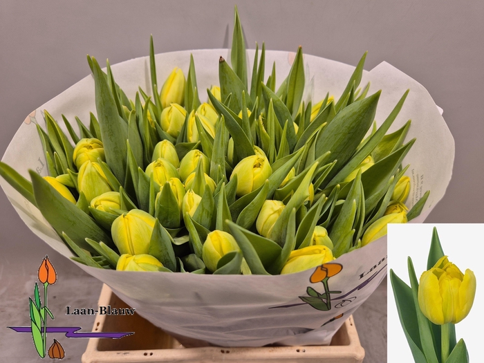 <h4>TU DU DOUBLE TROUBLE</h4>