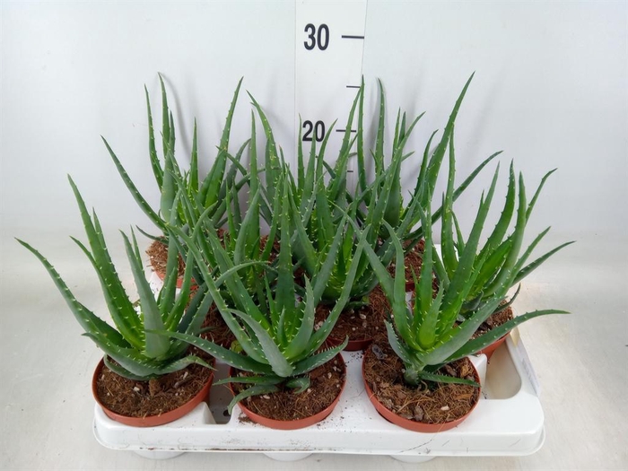 <h4>Aloe arborescens</h4>