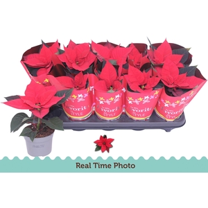 EUPHOR P CHR UNIVERS