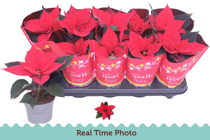 <h4>EUPHOR P CHR UNIVERS</h4>