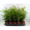 Chamaedorea elegans