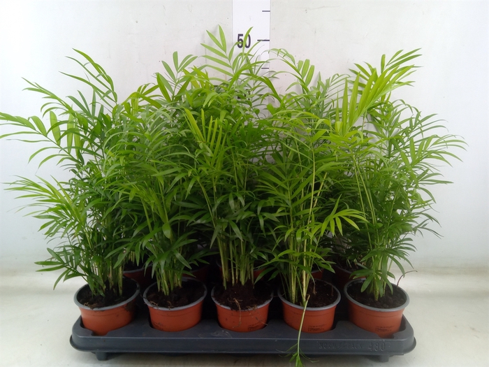 Chamaedorea elegans