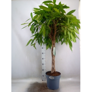 Ficus binn. 'Amstel King'