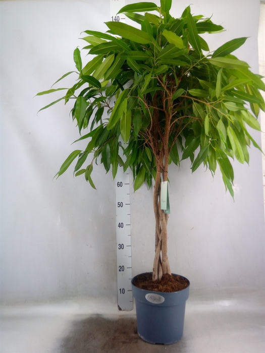 <h4>Ficus binn. 'Amstel King'</h4>