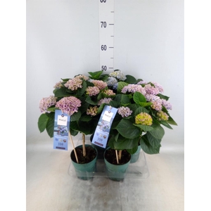 Hydrangea mac. 'Magical Revolution'