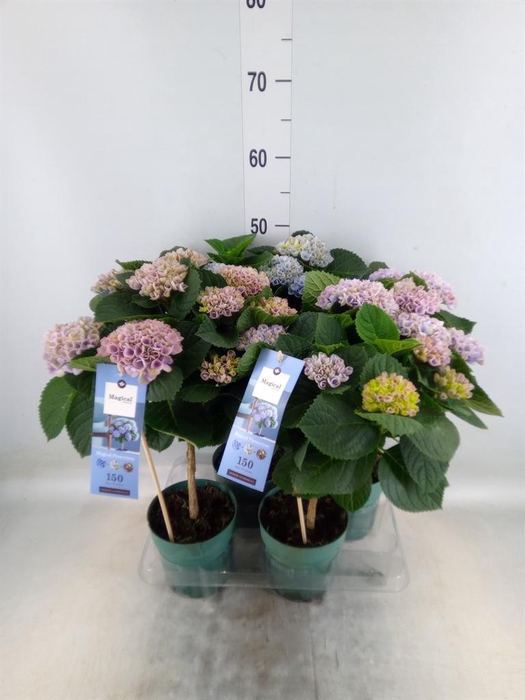 <h4>Hydrangea mac. 'Magical Revolution'</h4>
