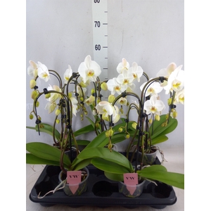 Phalaenopsis  'Ant Leeds'