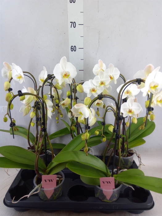 <h4>Phalaenopsis  'Ant Leeds'</h4>