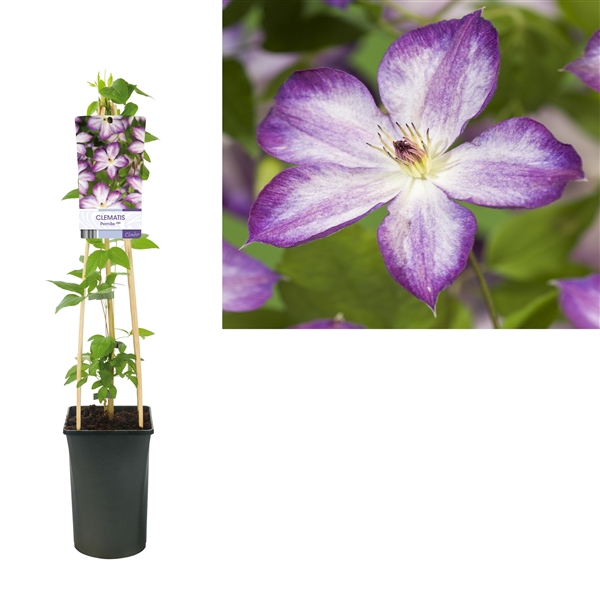 <h4>Clematis Pernille PBR +light label</h4>