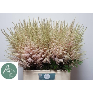 Astilbe Avalanche Aert