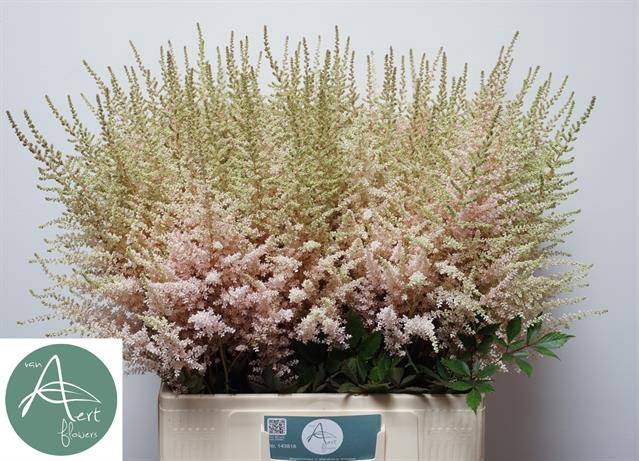 <h4>Astilbe Avalanche Aert</h4>