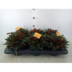 Peperomia caperata 'Rosso'