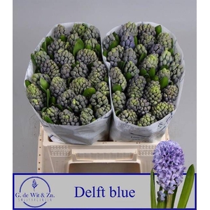 HYAC DELFT BLUE