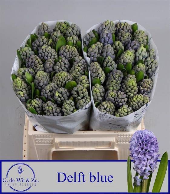 <h4>HYAC DELFT BLUE</h4>