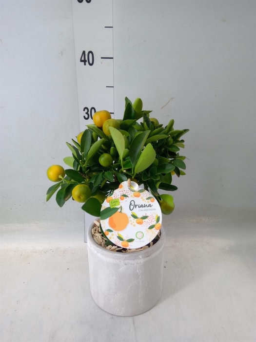 <h4>Arr. Tuinplanten H%</h4>