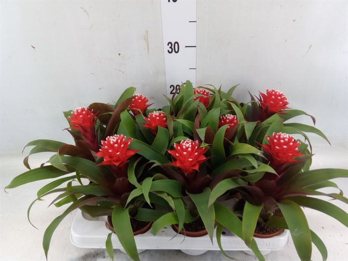 <h4>Guzmania  'Confetti'</h4>