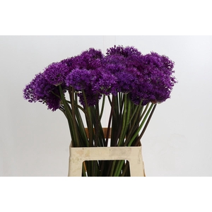 Allium Purple Sensation