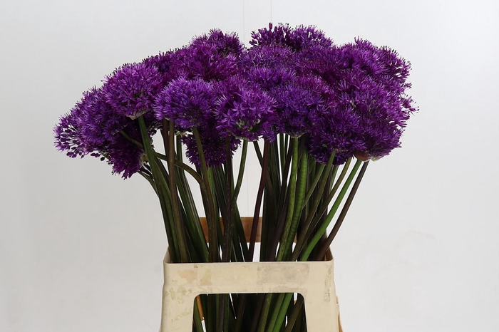 Allium Purple Sensation