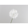 Dandelion Cream