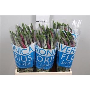 Veronica  'Smart Coulours'   ...mix