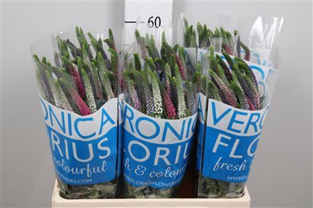 <h4>Veronica  'Smart Coulours'   ...mix</h4>