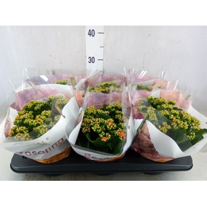 Kalanchoe blos. 'RosDon Pedro'