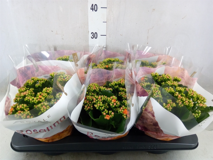 <h4>Kalanchoe blos. 'RosDon Pedro'</h4>
