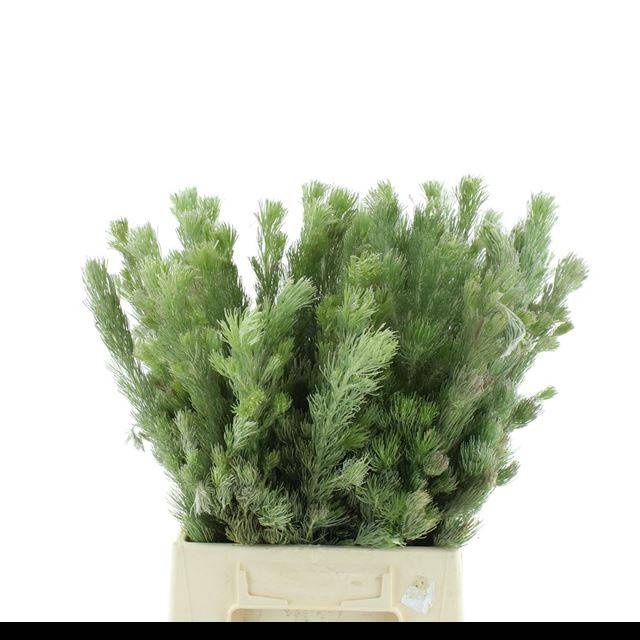 <h4>ADENANTHOS OV</h4>