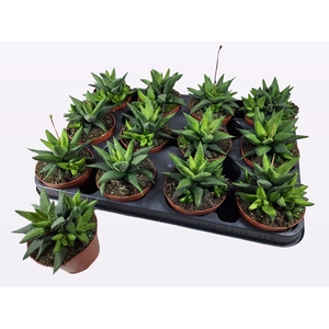 HAWORTHIA P8.5