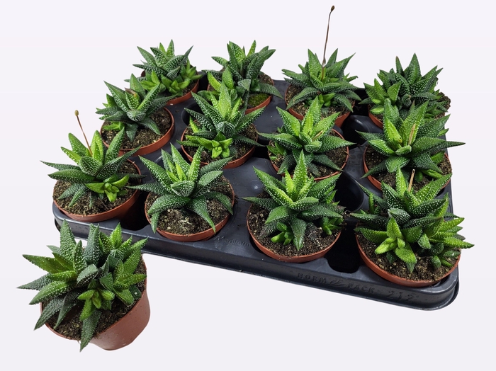 <h4>HAWORTHIA P8.5</h4>