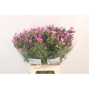 Phlox P Lollipink