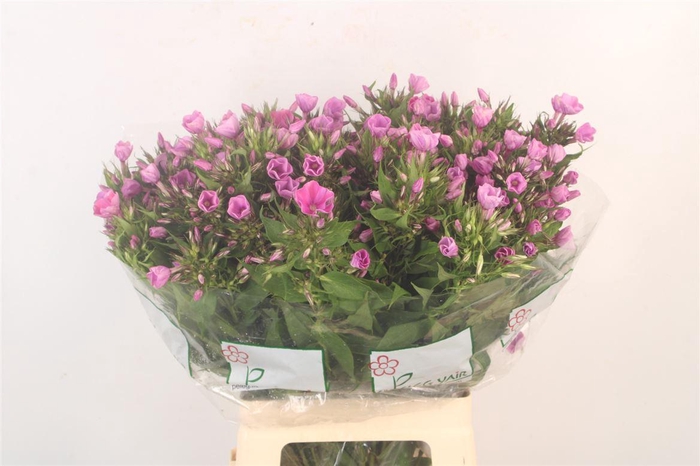 <h4>Phlox P Lollipink</h4>