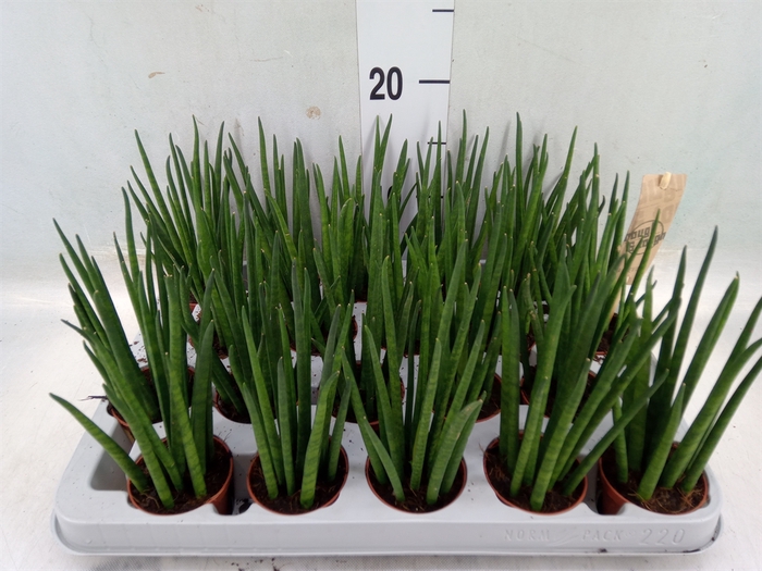 <h4>Sansevieria bacularis</h4>