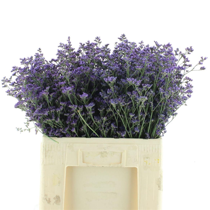<h4>Limonium Kansas Blue</h4>