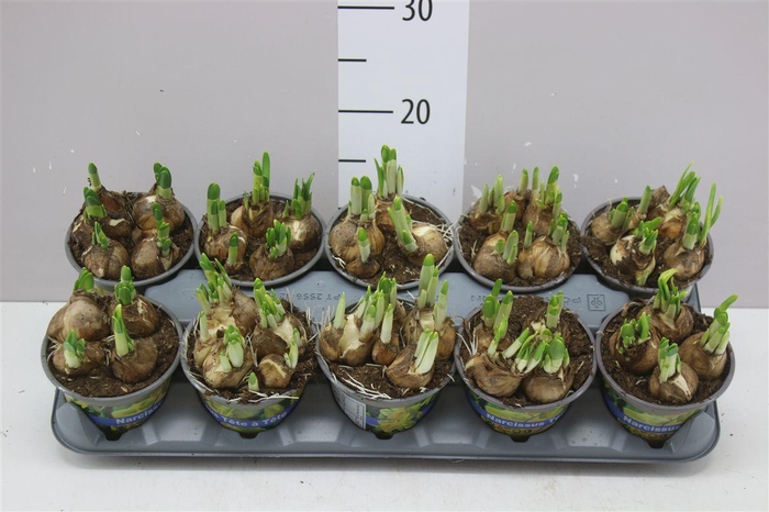 <h4>Narcis Tete A Tete</h4>