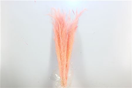 <h4>Dried Agrostis Light Pink Bunch</h4>