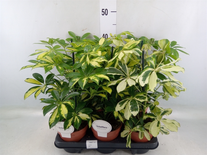 <h4>Schefflera arbor.   ...</h4>