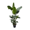 Strelitzia Nicolai 5 pp 5 pp
