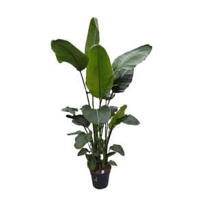 Strelitzia Nicolai 5 pp 5 pp