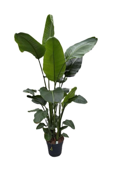 <h4>Strelitzia Nicolai 5 pp 5 pp</h4>