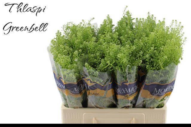 <h4>LEP RU GREEN BELL</h4>