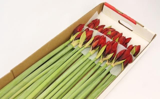 <h4>HIPP GA RED LION</h4>