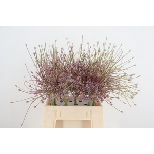 ALLIUM SCHUBERTII