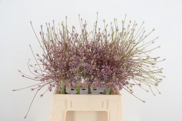 <h4>ALLIUM SCHUBERTII</h4>