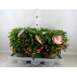 Ardisia crenata 'Bos Premium'
